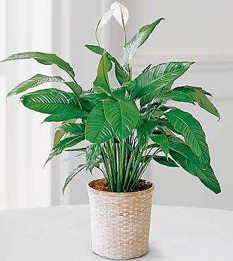 Peace Lily Plant